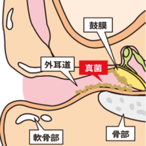 耳の中